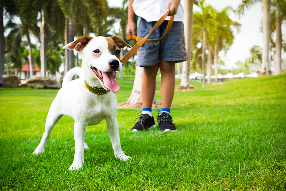 Jack,Russell,Dog,With,Owner,And,Leather,Leash,Ready,To