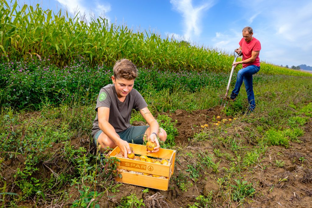 Bild 3_ Christian Stadler und Sohn bei der Ernte im Streifenanbau