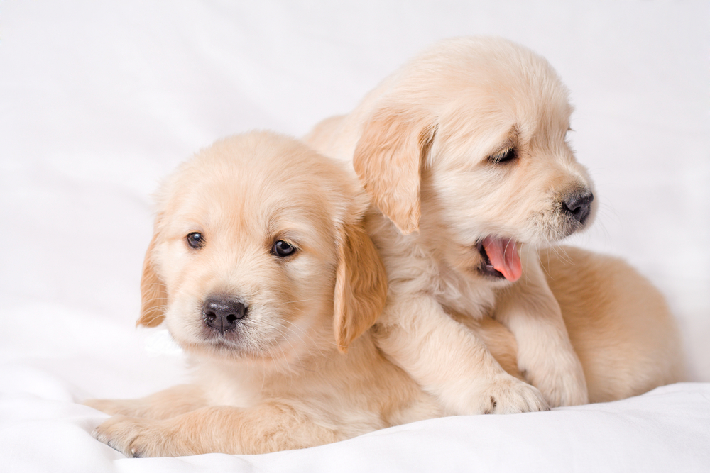 Two,Small,Retriver,Puppies,Sitting,Together