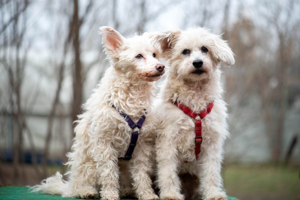 Hunde im Tierschutzhaus