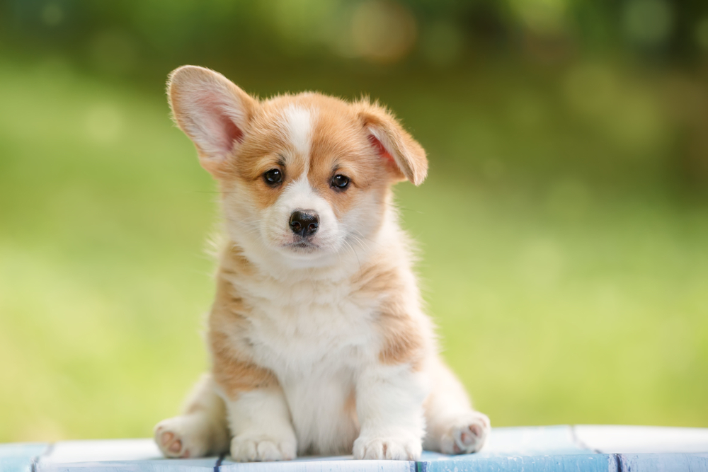 Cute,Puppy,Pembroke,Welsh,Corgi,With,One,Ear,Standing,Up