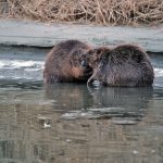 Nationalpark Donau Auen-1