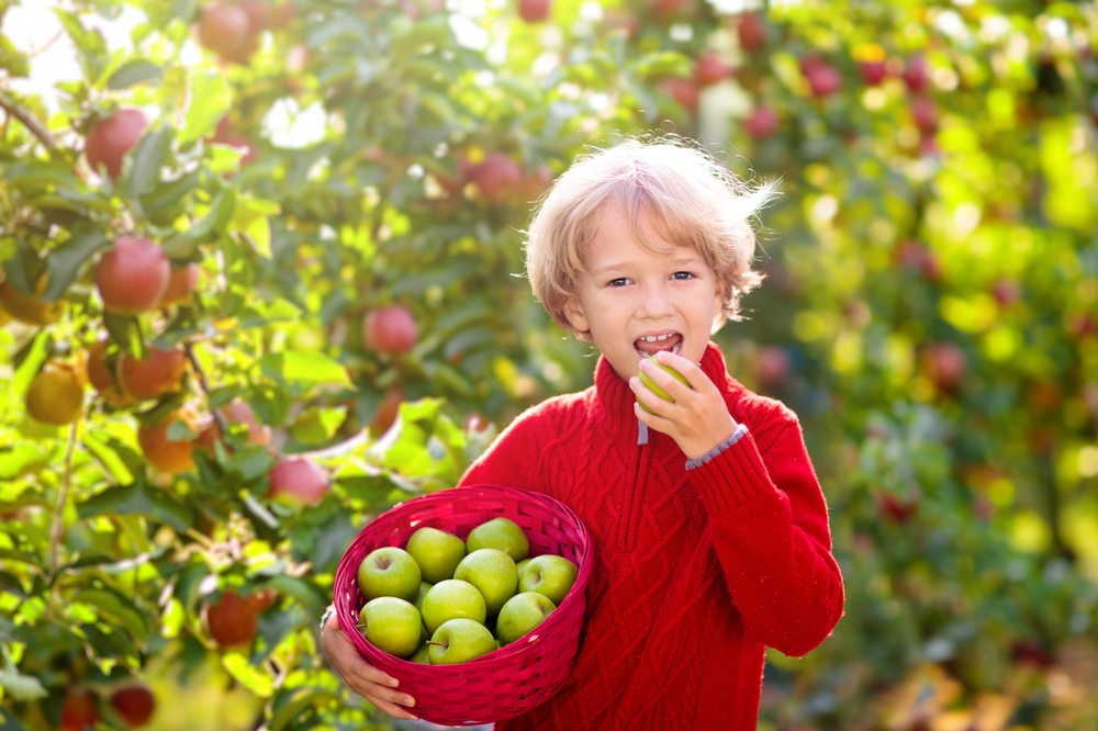 Child,Picking,Apples,On,Farm.,Apple,Orchard,Fun,For,Children.
