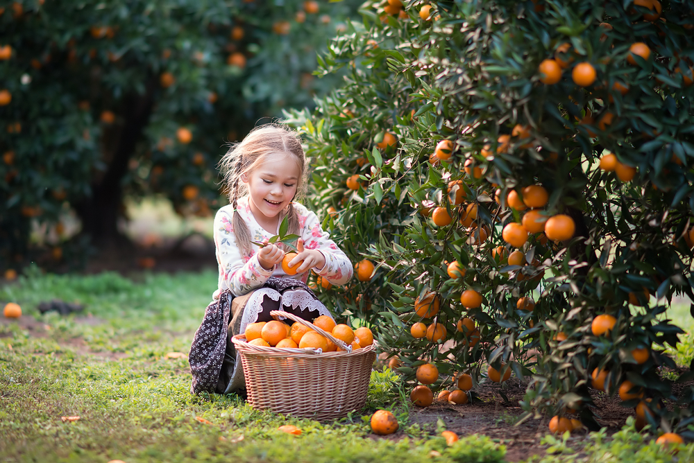 Cute,Child,Picking,Harvest,Of,Fruit,At,The,Farm