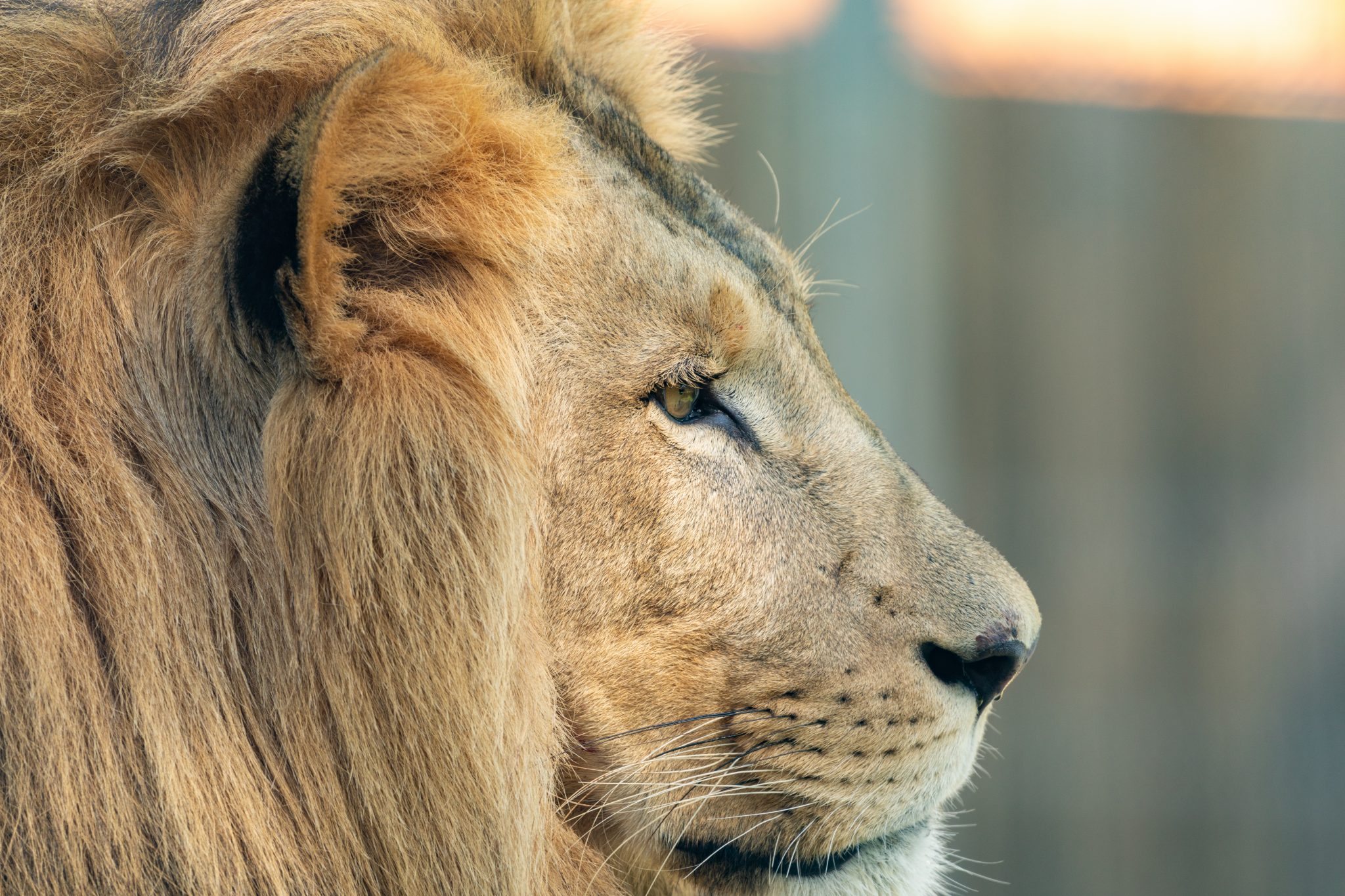 Löwe Caesar_ Harry Schiffer