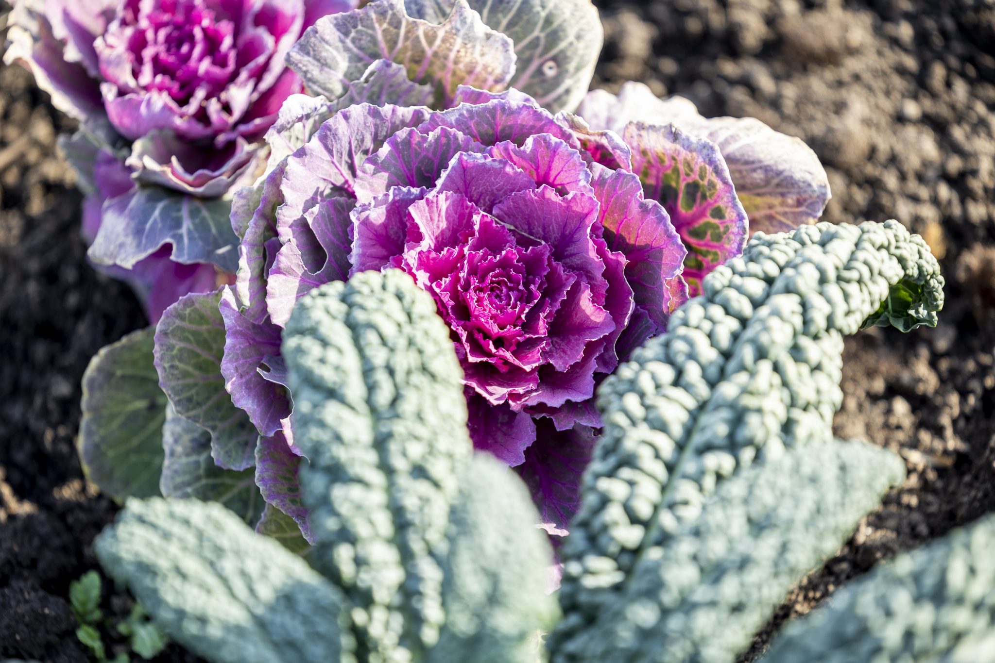 Wintergemüse in der City Farm Augarten_(c)Gourmet