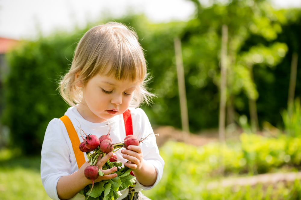 Little,Child,Picking,Up,Red,Radishes,In,Backyard,Garden