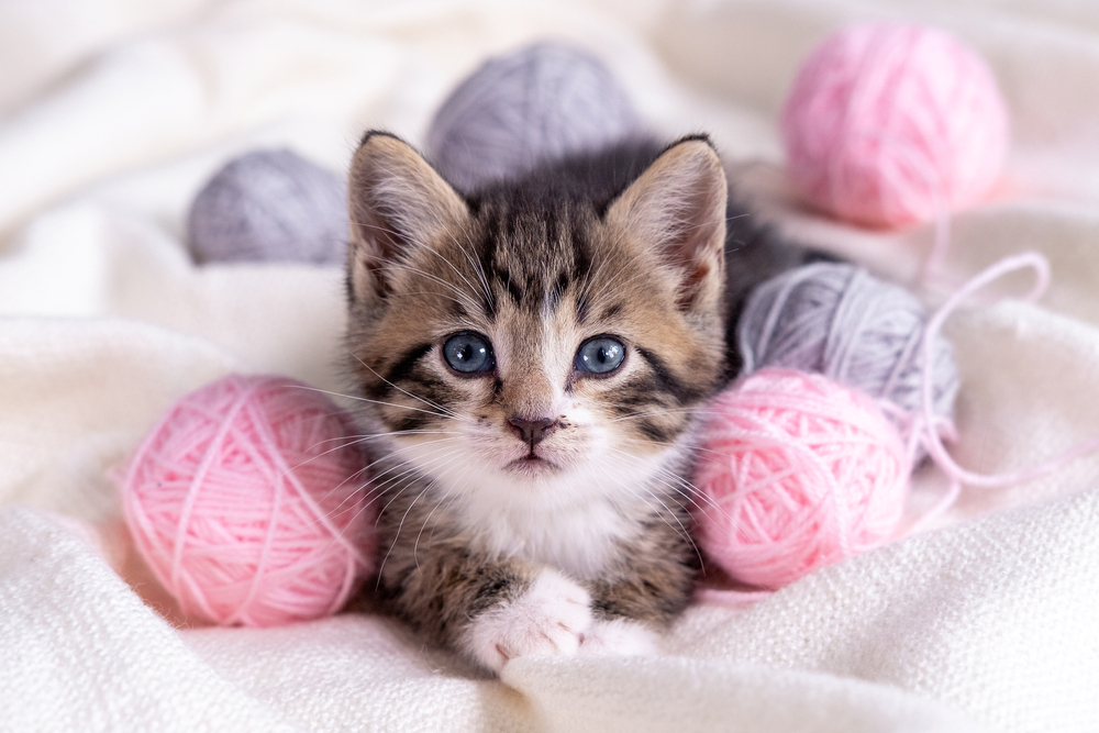 Striped,Cat,Playing,With,Pink,And,Grey,Balls,Skeins,Of