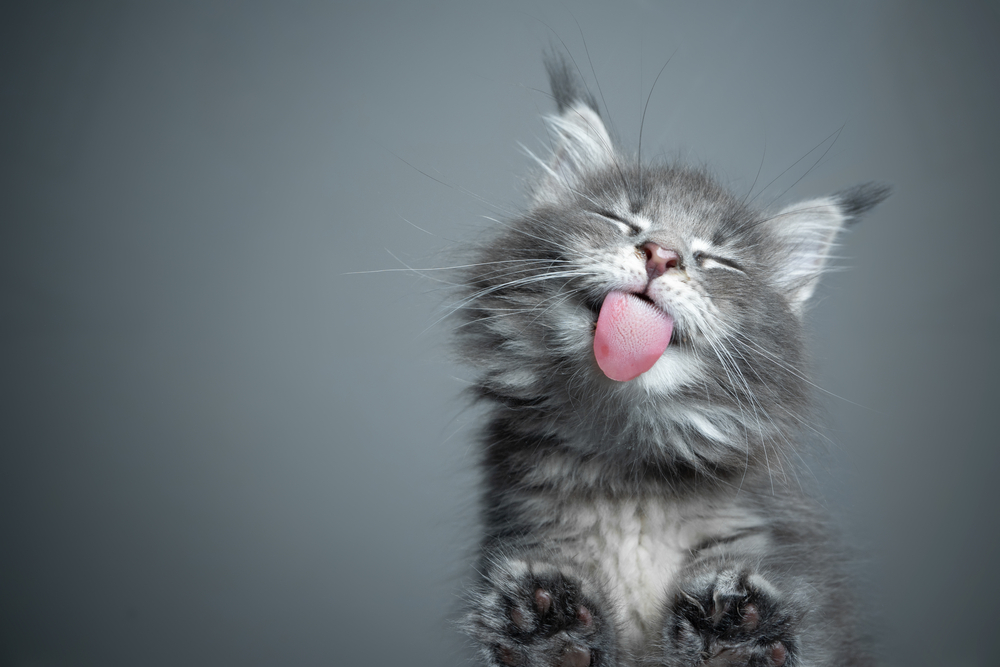 Bottom,View,Of,A,Cute,Blue,Tabby,Maine,Coon,Kitten