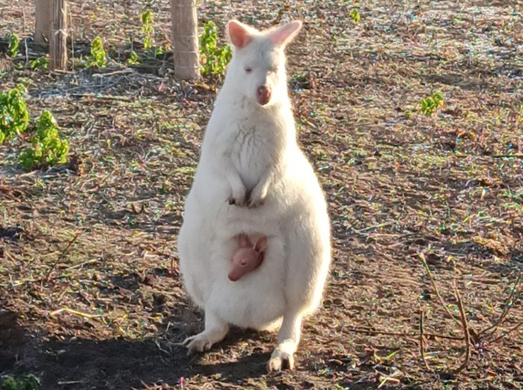 Känguru-Nachwuchs in der Family City