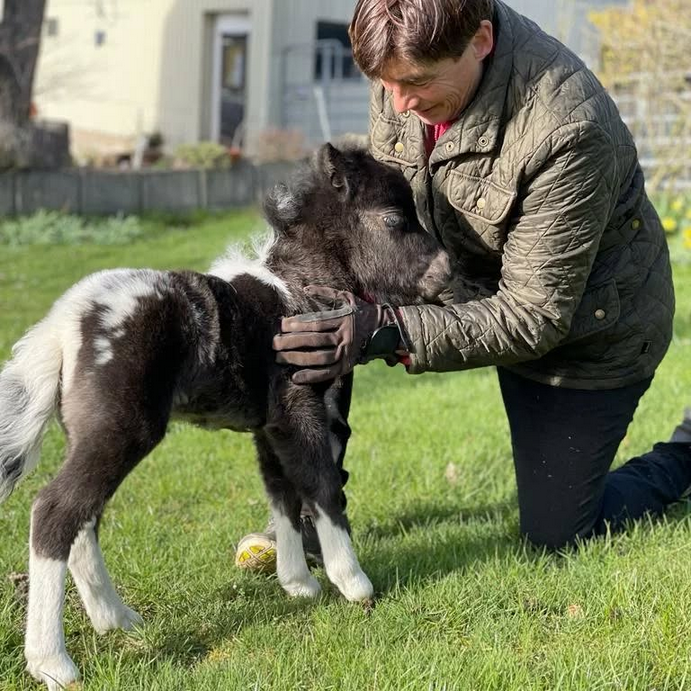 Therapiepony + Patient