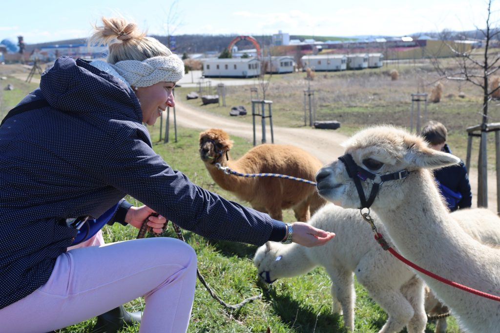 Alpaka Wanderung_(c) Family City