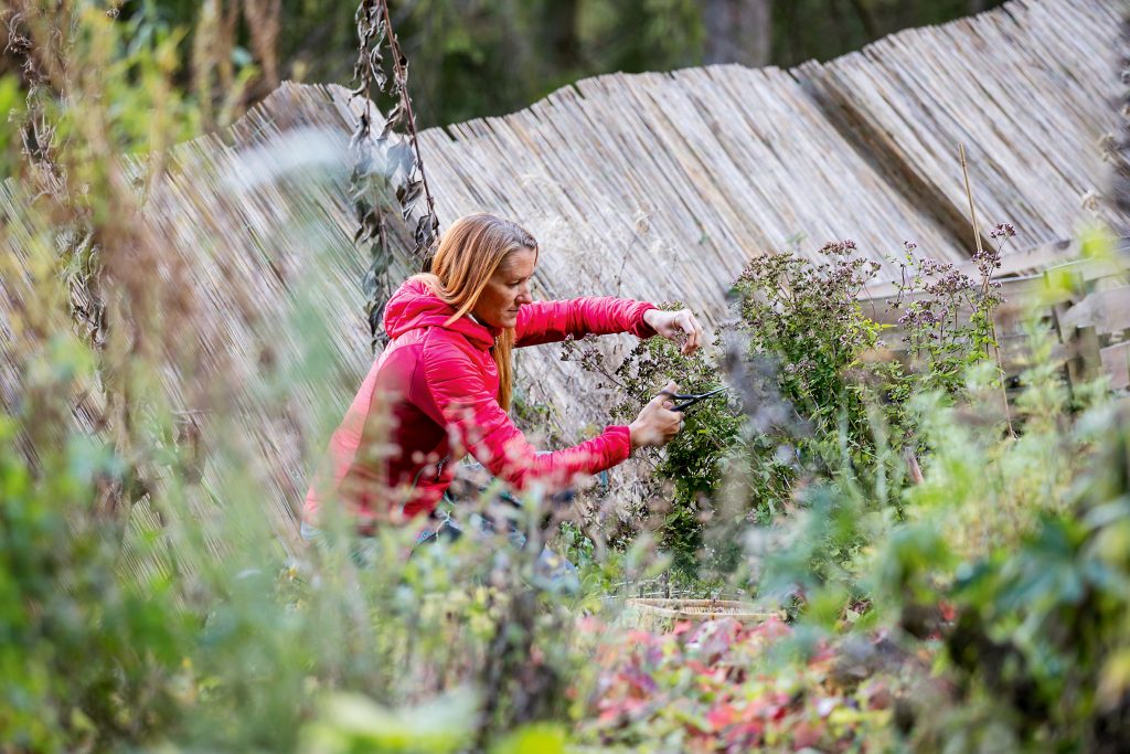 Kräutermedizin – die „grünen“ Gesundmacher