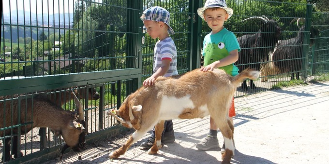Linzer Zoo: Nasenbär, Erdmännchen und Panda gratulieren