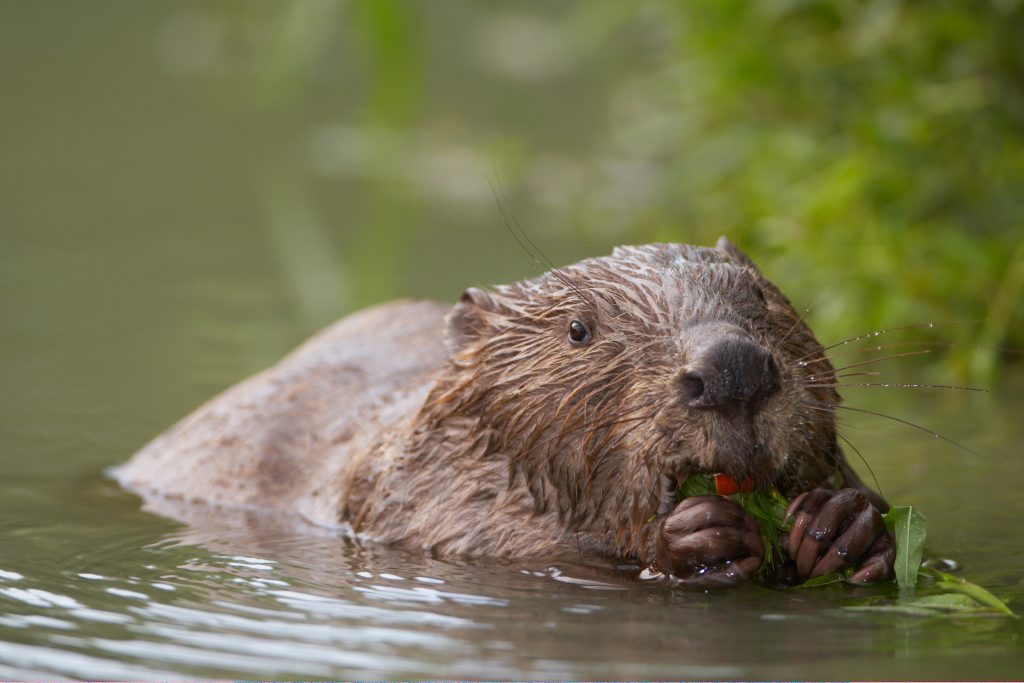 Willkommen zu den Pannonischen Natur.Erlebnis.Tagen 2019
