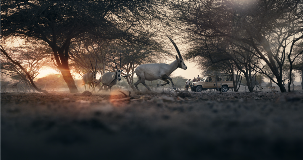 Sir Bani Yas