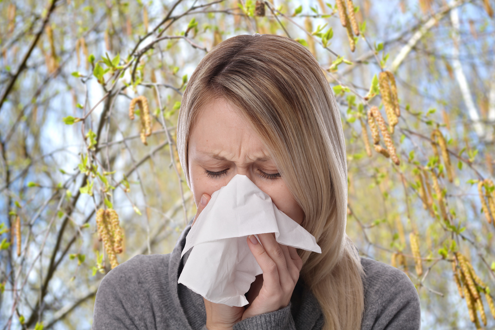 Neue Behandlung bei Baumpollen-Allergie