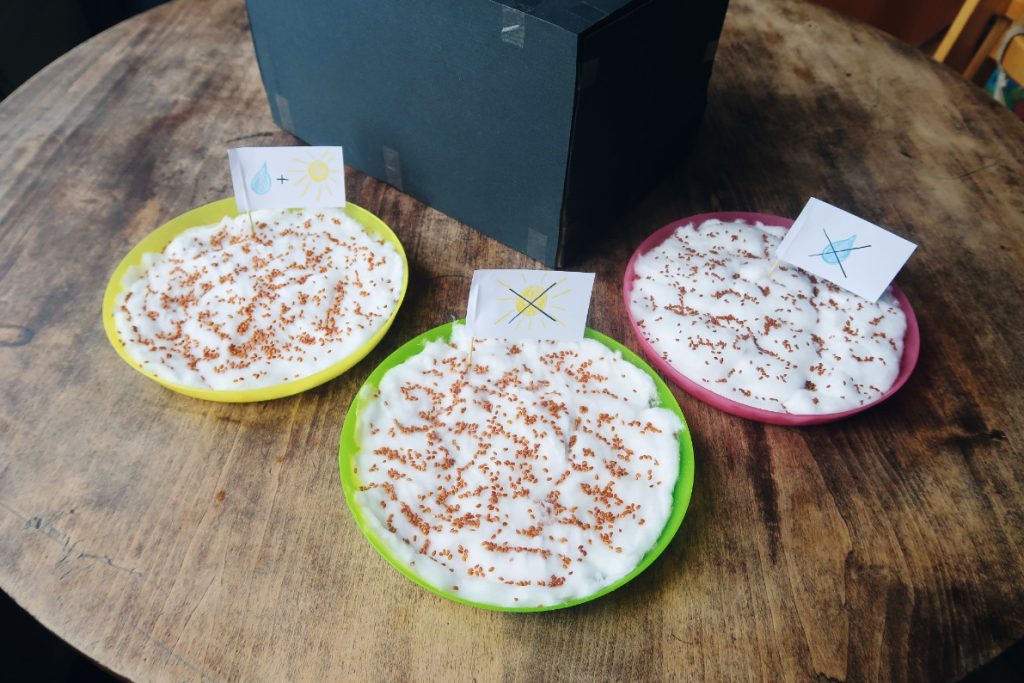 Unsere Kinderfreunde Experimente: Wie wächst die Kresse?