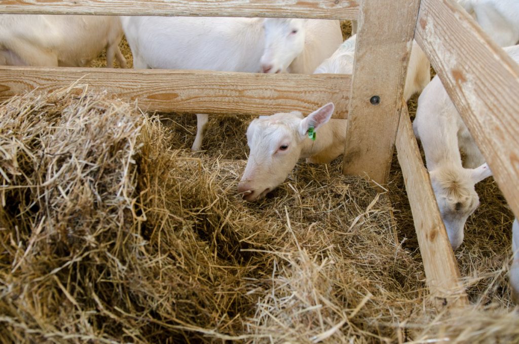 Tierischer Ausflug auf Mandl’s Ziegenhof