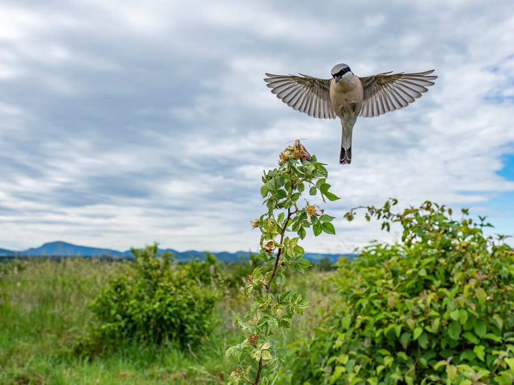 Alle sind gefragt: Die City Nature Challenge 2022