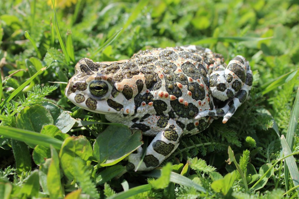 Haus für Natur: Biodiversität hinter Glas