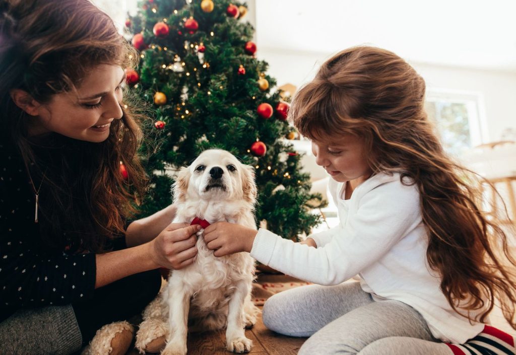 Tiere sind kein geeignetes Weihnachtsgeschenk