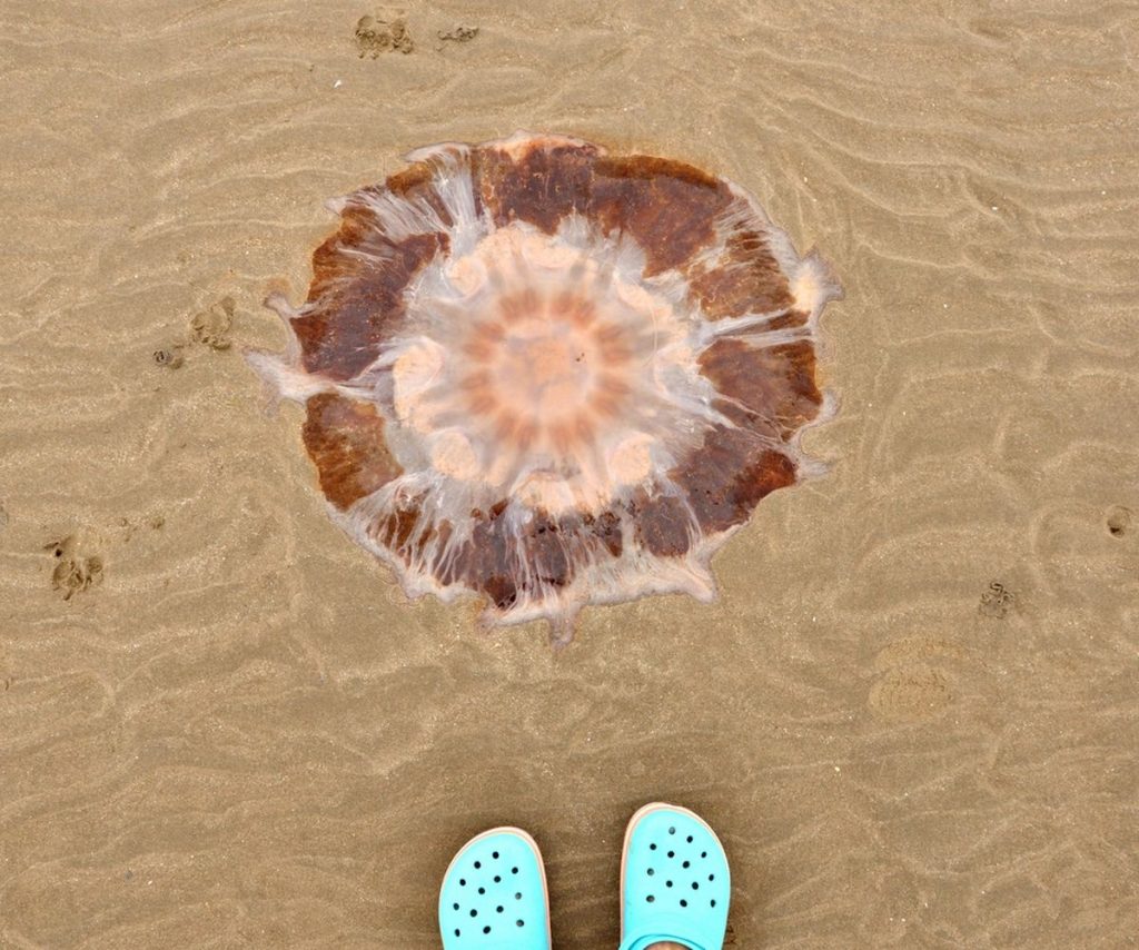 Feuerqualle im Mittelmeer – was tun?