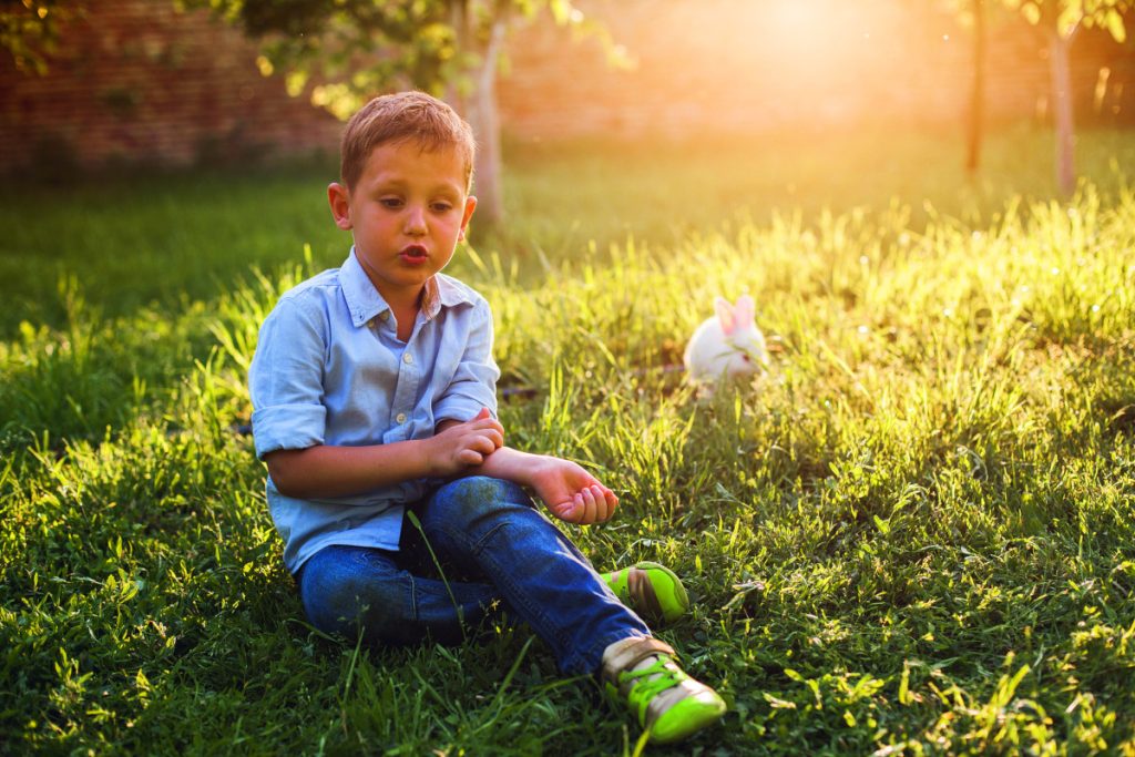 Biene, Wespe, Gelse & Co – Das oberste Gebot lautet: Ruhe bewahren