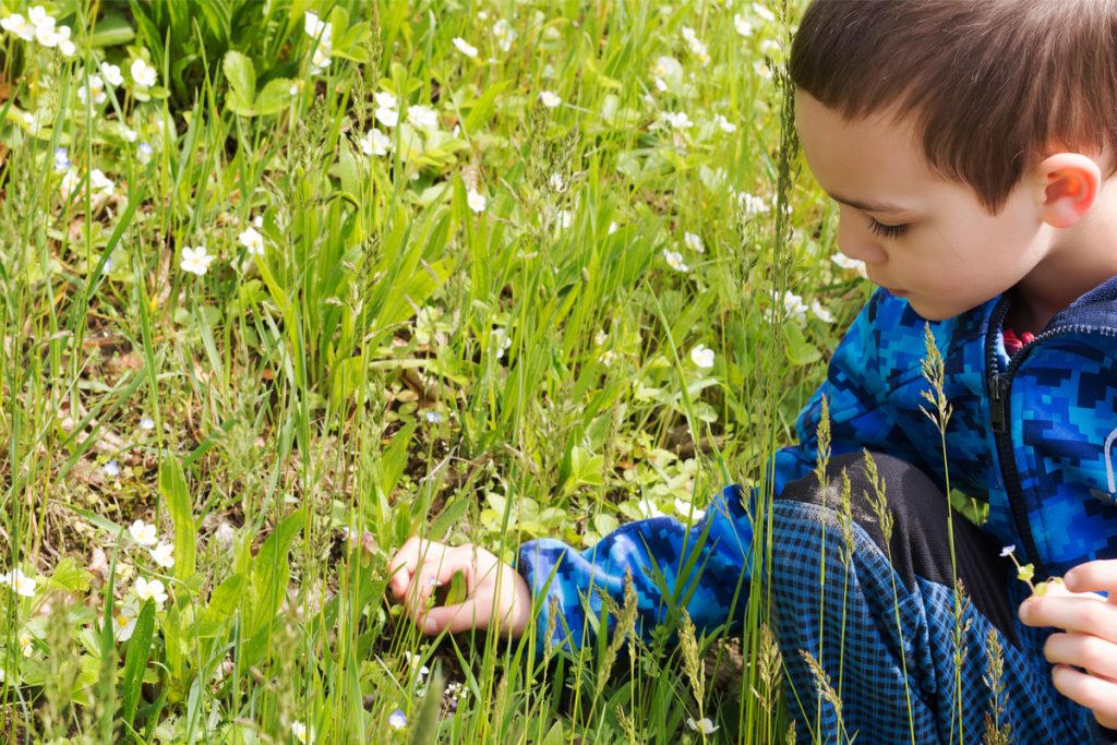 „Mit Wildpflanzen vertraut machen“