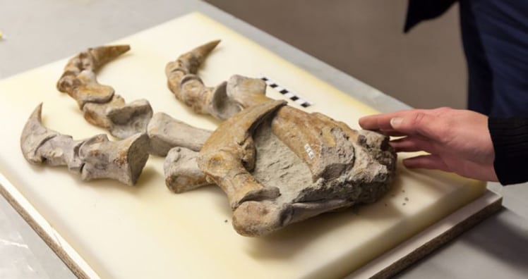 Neues Jahr, neuer Dinosaurier im NMH