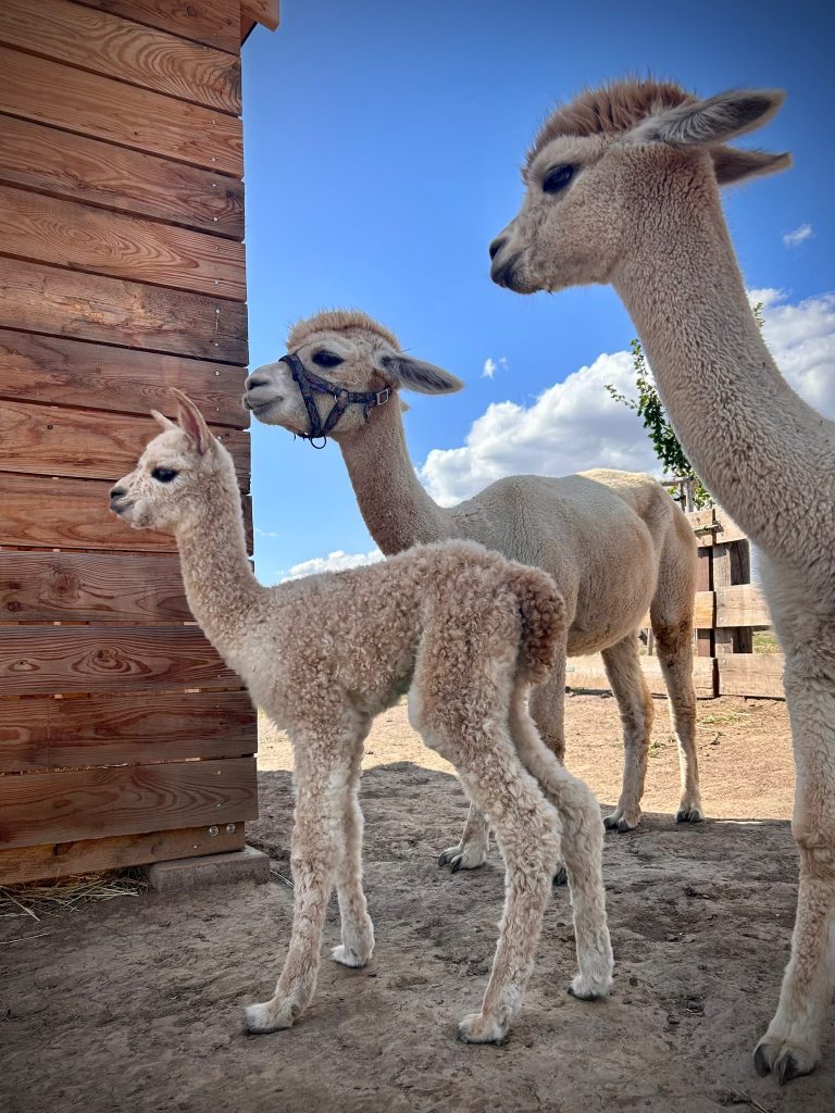 Tierischer Nachwuchs auf Merlin’s Farm c Family City